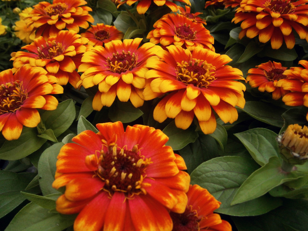 Annuals & Perennials Garden Center Nursery San Antonio