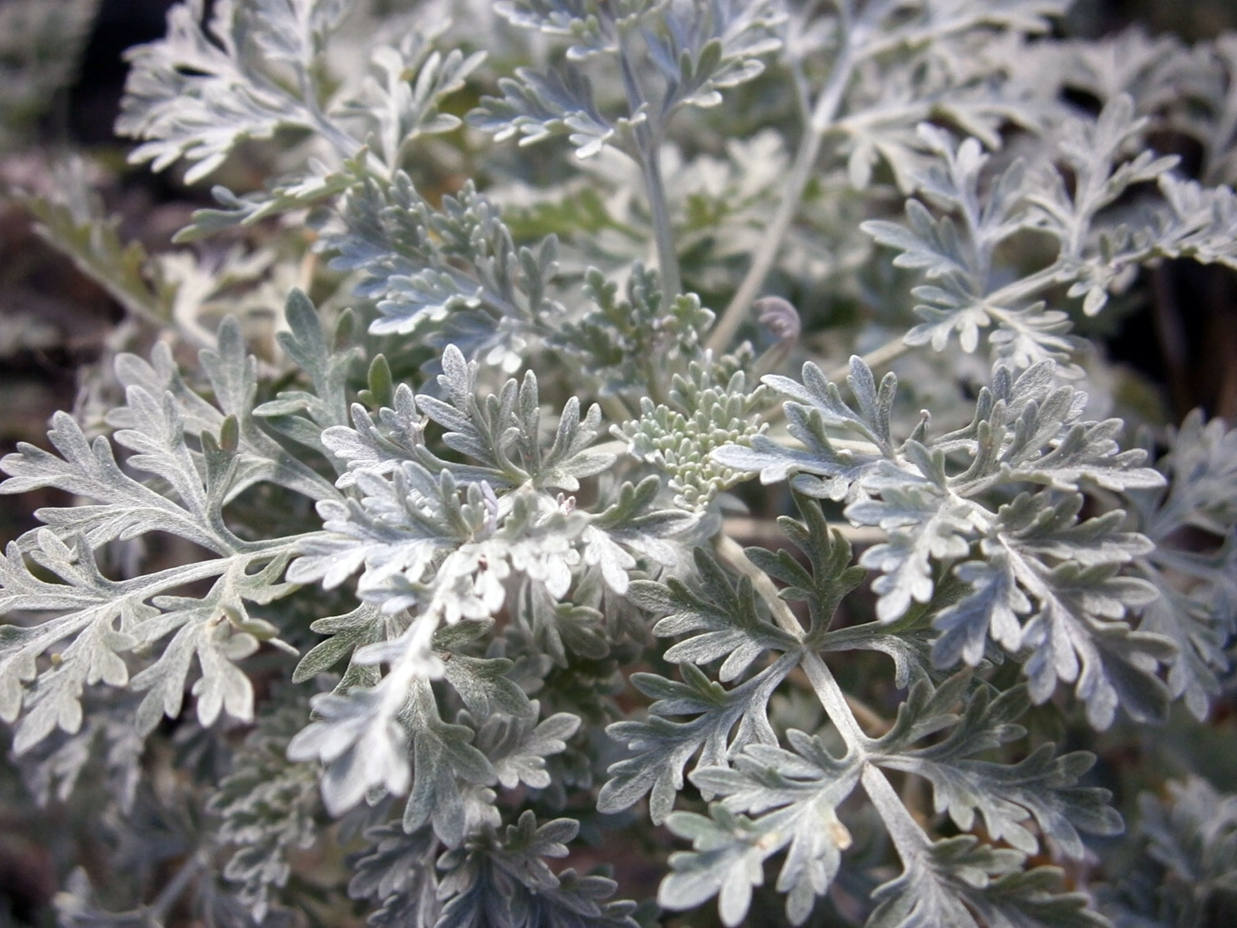 Artemisia The Garden Center February Plant of the Month