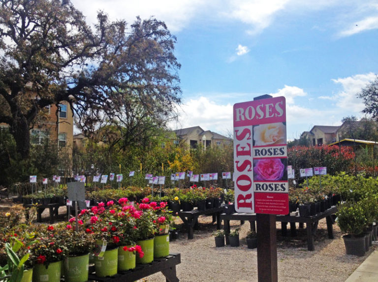 About The Garden Center Garden Center Nursery San Antonio