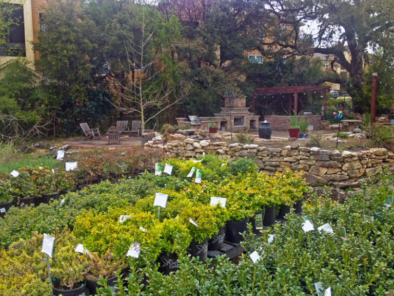 About The Garden Center Garden Center Nursery San Antonio