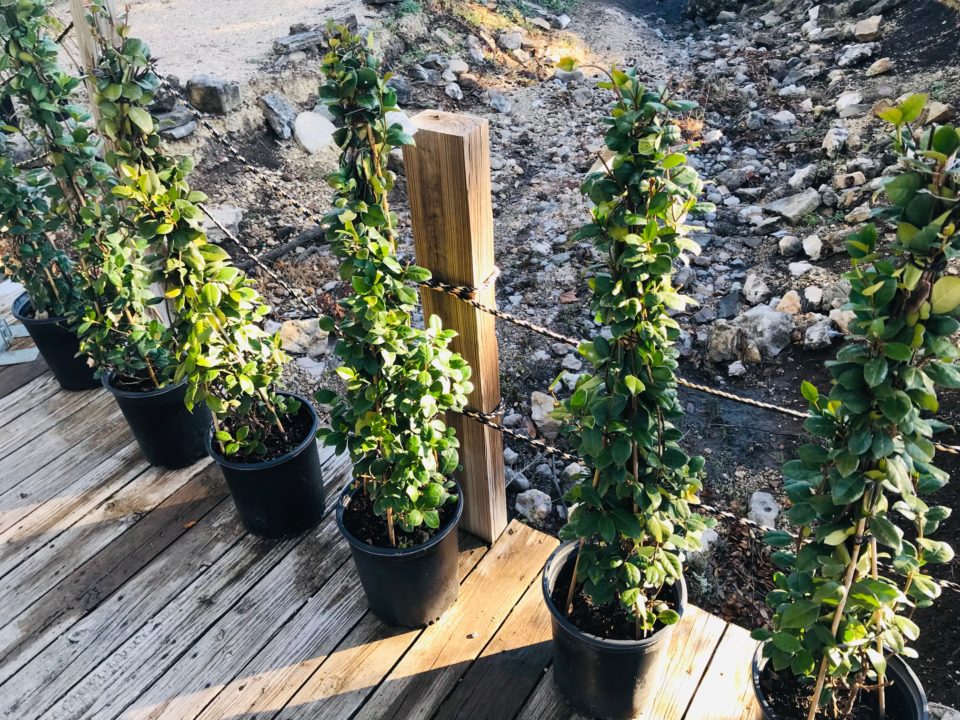 Confederate Jasmine Garden Center Nursery San Antonio