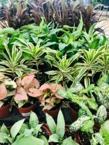 How's It Growing? | Garden Center Nursery San Antonio
