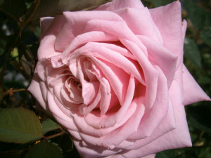 Roses | Garden Center Nursery San Antonio