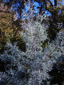 arizona cypress