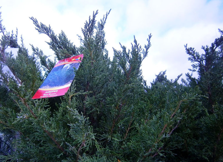 Sea Green Juniper Plant of the Month Garden Center Nursery San Antonio