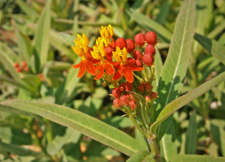 August Plant of the Month Tropical Milkweed Garden Center Nursery San Antonio