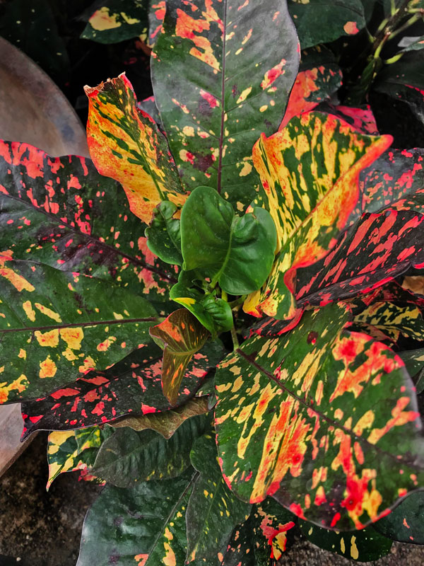 Crotons November Plant of the Month