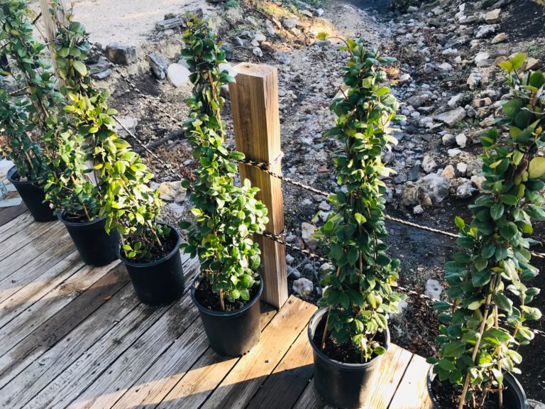 Confederate Jasmine Garden Center Nursery San Antonio