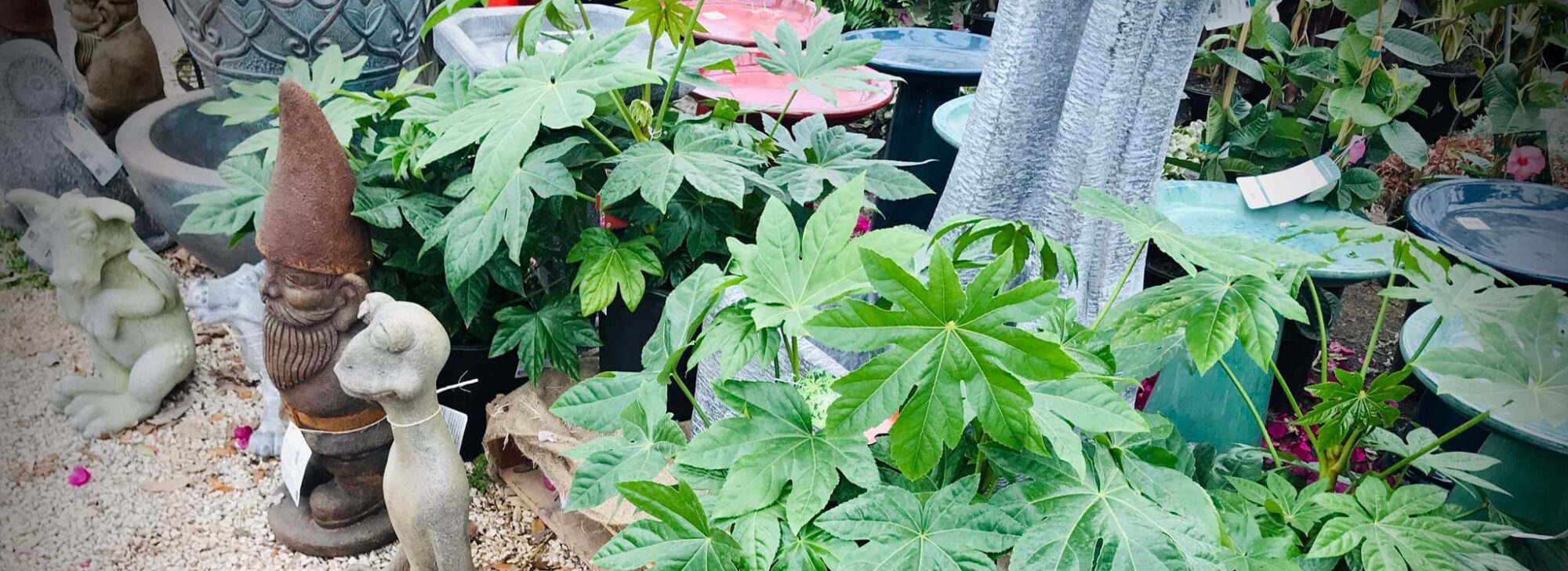 Garden Center Nursery San Antonio