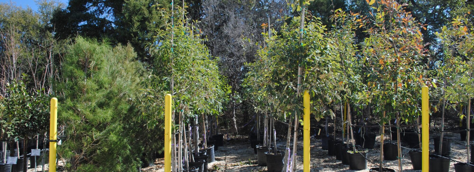 Garden Center Nursery San Antonio