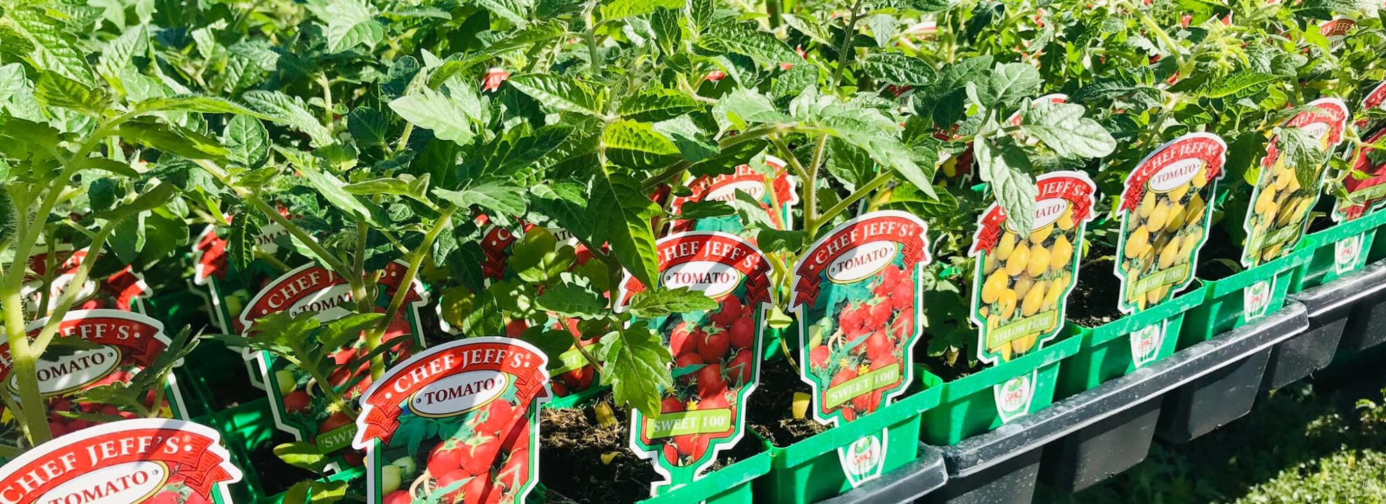 Garden Center Nursery San Antonio